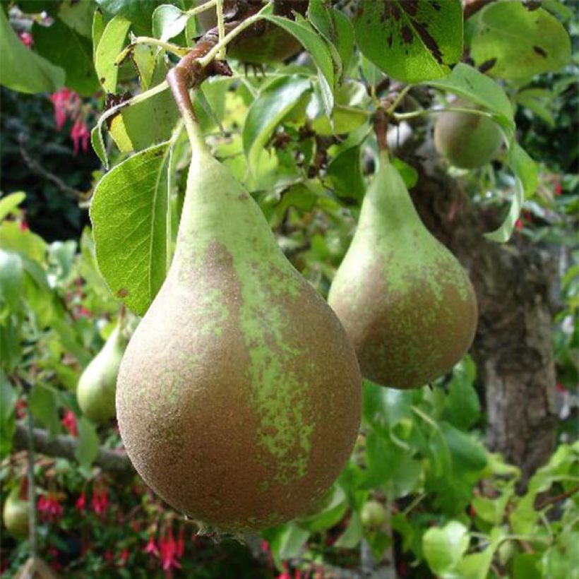 Pyrus communis Conférence - Pear Tree (Harvest)