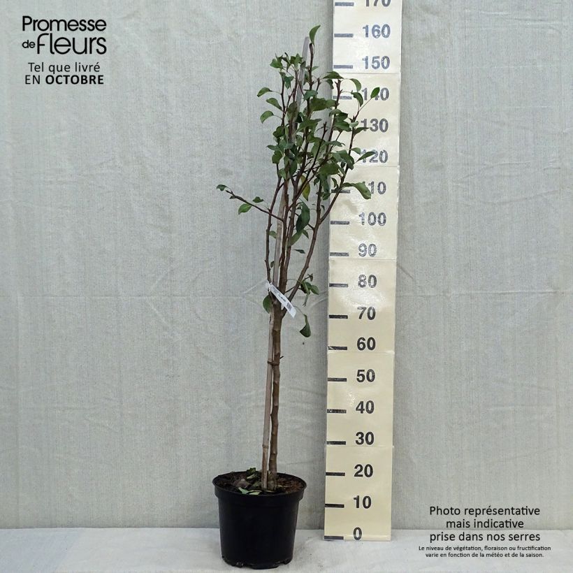 Pyrus communis Conférence - Pear Tree 7.5L/10L pot, Goblet sample as delivered in autumn