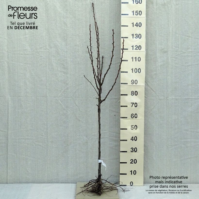 Pyrus communis Conférence - Pear Tree sample as delivered in winter