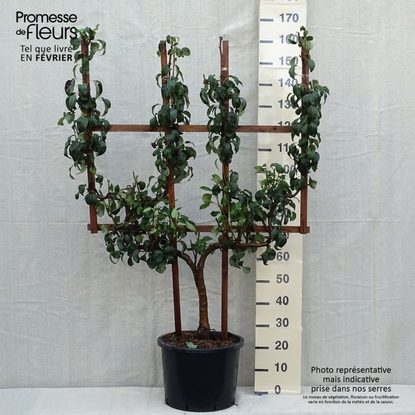 Pyrus communis Conférence - Pear Tree 20L/25L pot, Double u-shaped espalier sample as delivered in autumn