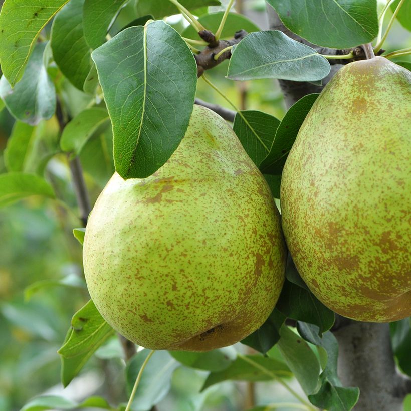 Pyrus communis Doyenné d'hiver - Pear Tree (Harvest)