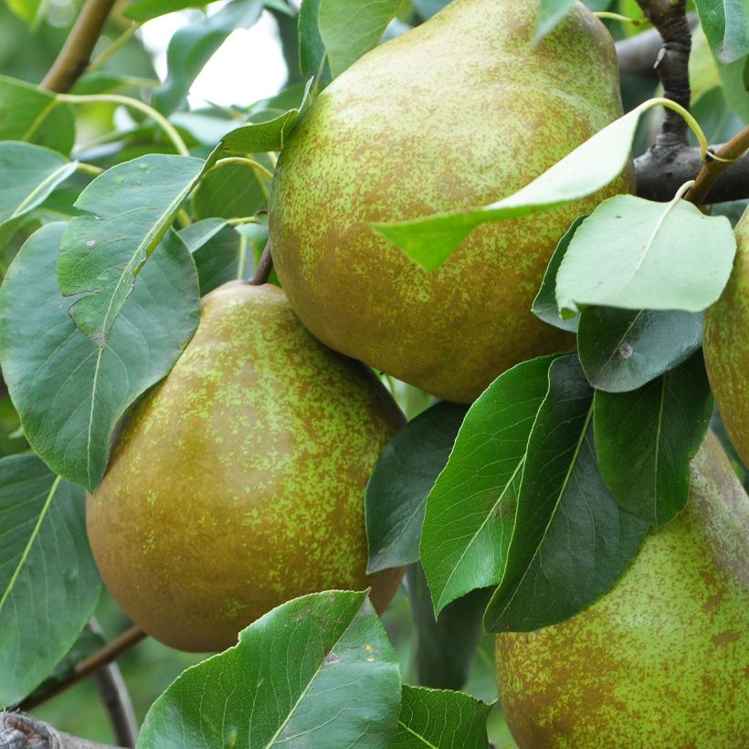 Pyrus communis Dubbele Philip - Pear Tree (Harvest)