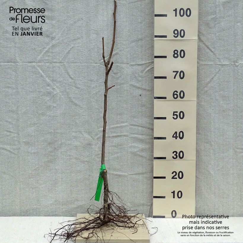 Pyrus communis Duchesse d'Angouleme - Pear Tree Bare root, ScionShipped height around 90/120cm sample as delivered in winter