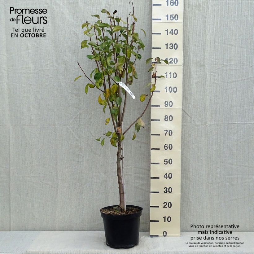 Poirier Duchesse d'Angouleme Pot de 7,5L/10L sample as delivered in autumn