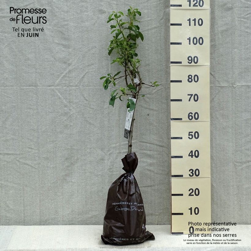 Pyrus communis Fertilia Delbard - Pear Tree sample as delivered in spring