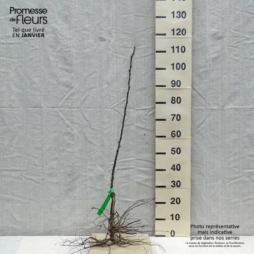 Pyrus communis Jeanne d’Arc - Pear Tree Bare root, ScionShipped height around 90/120cm sample as delivered in winter