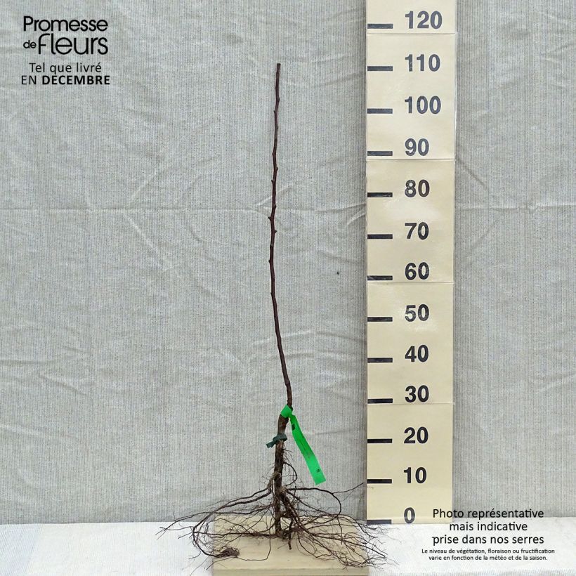 Pyrus communis Jules Guyot - Pear Tree Bare root, ScionShipped height around 90/120cm sample as delivered in winter