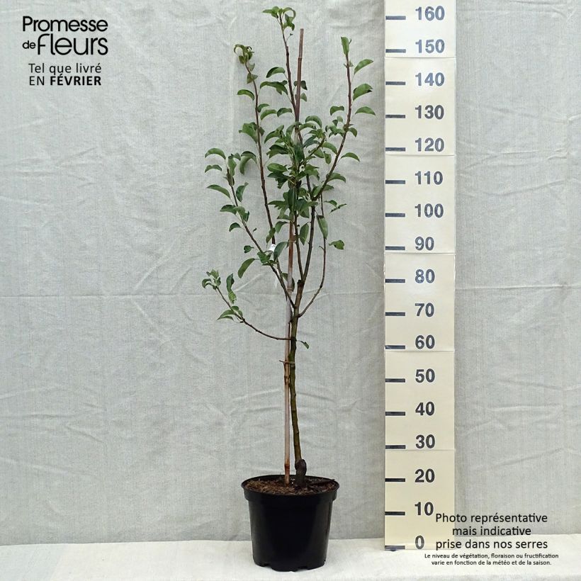 Poirier Jules Guyot Pot de 7,5L/10L sample as delivered in autumn