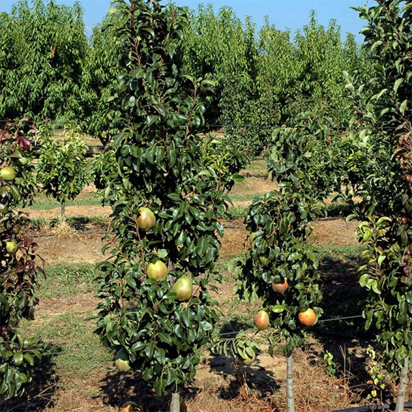 Pyrus communis Obelus - Pear Tree (Plant habit)