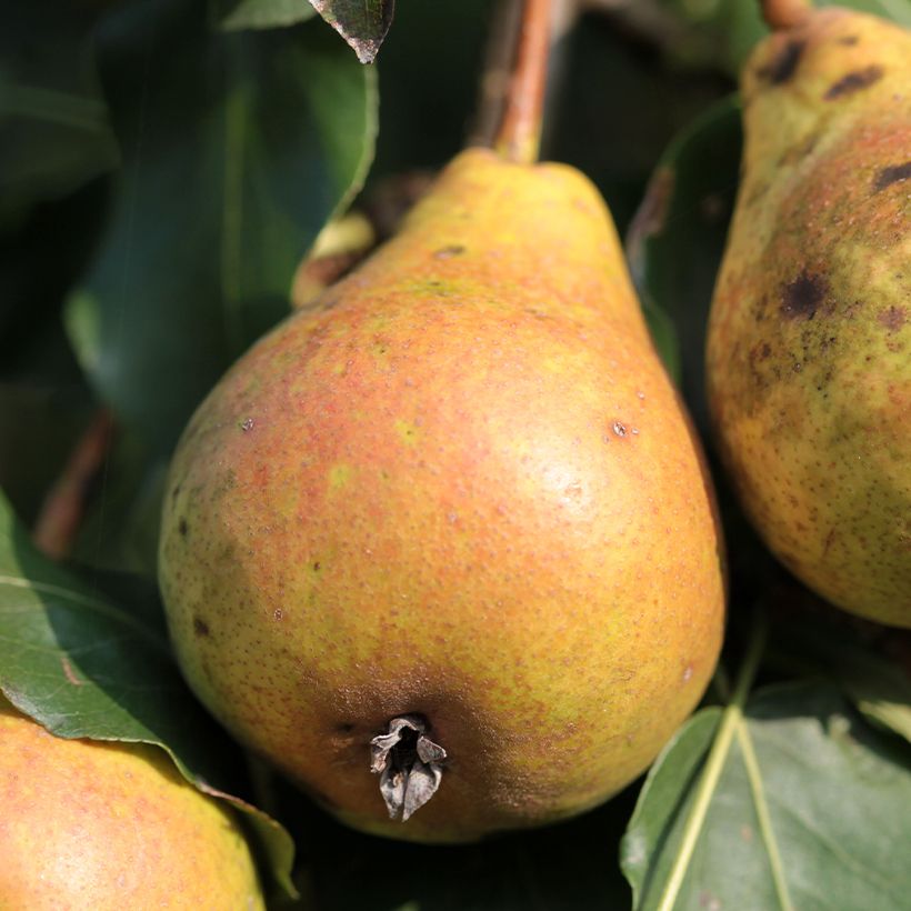 Pyrus communis Poire de Fisée - Pear Tree (Harvest)