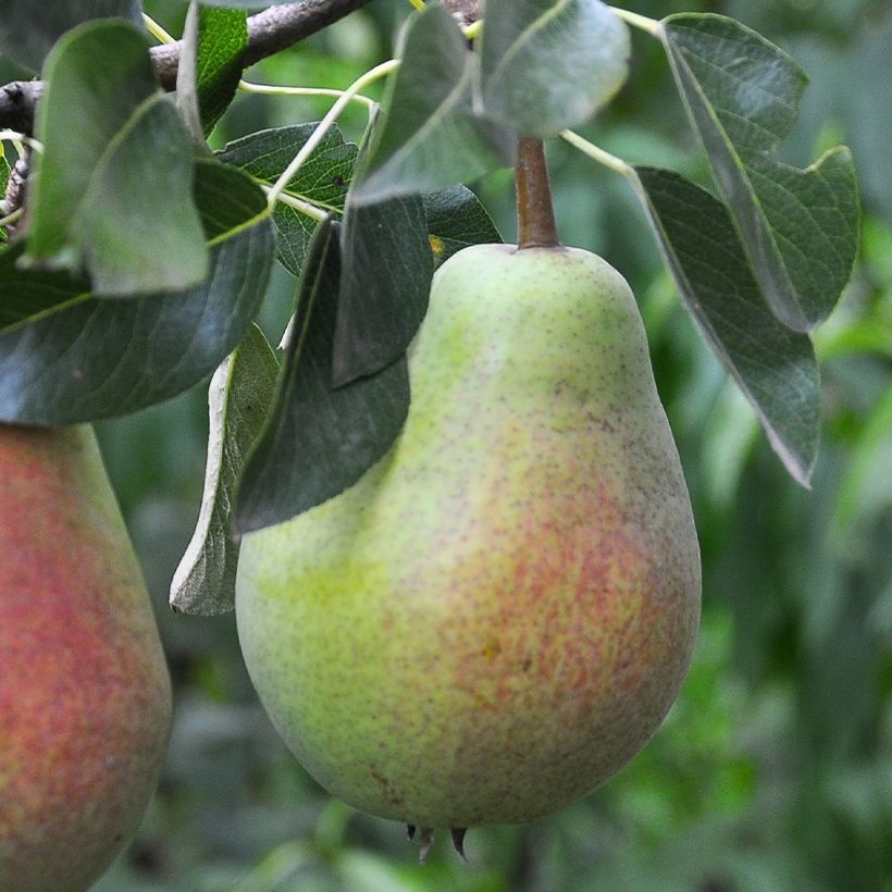 Pyrus communis Précoce Morettini - Pear Tree (Harvest)