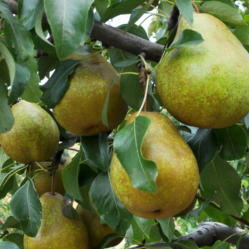 Pyrus communis Président Héron - Pear Tree (Harvest)