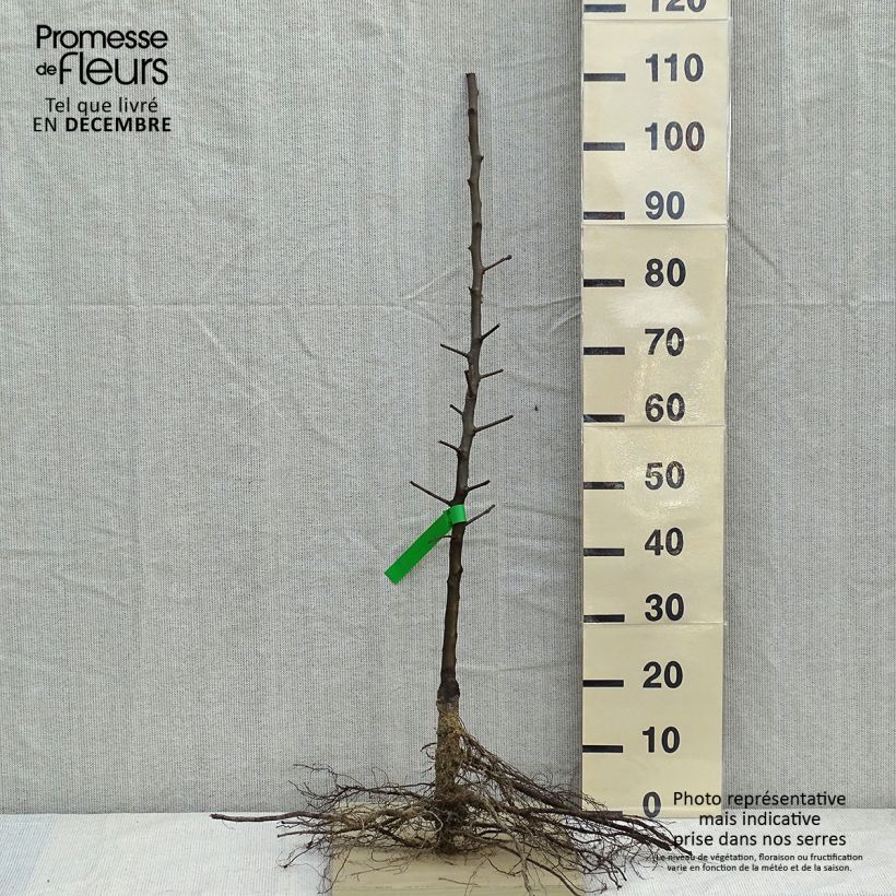Pyrus communis General Leclerc - Pear Tree Bare root, ScionShipped height around 90/120cm sample as delivered in winter