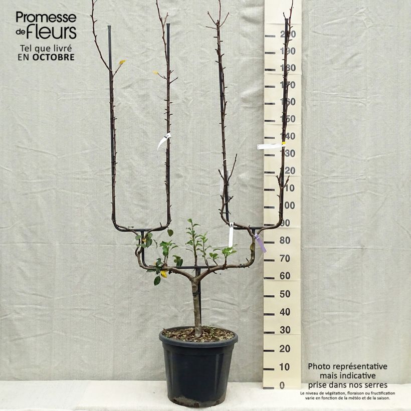 Poirier - Pyrus communis General Leclerc Palmette double U en pot de 30l/35l sample as delivered in autumn