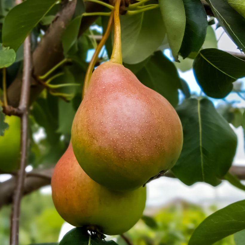 Pyrus communis Sœur Grégoire - Pear Tree (Harvest)