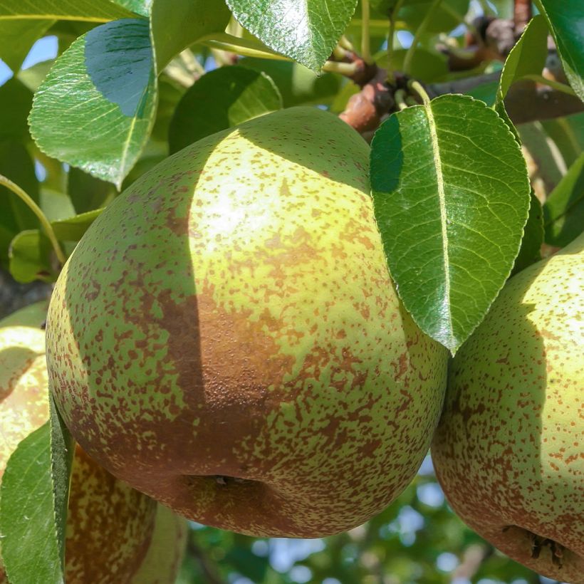 Pyrus communis Soldier Labourer - Pear Tree (Harvest)