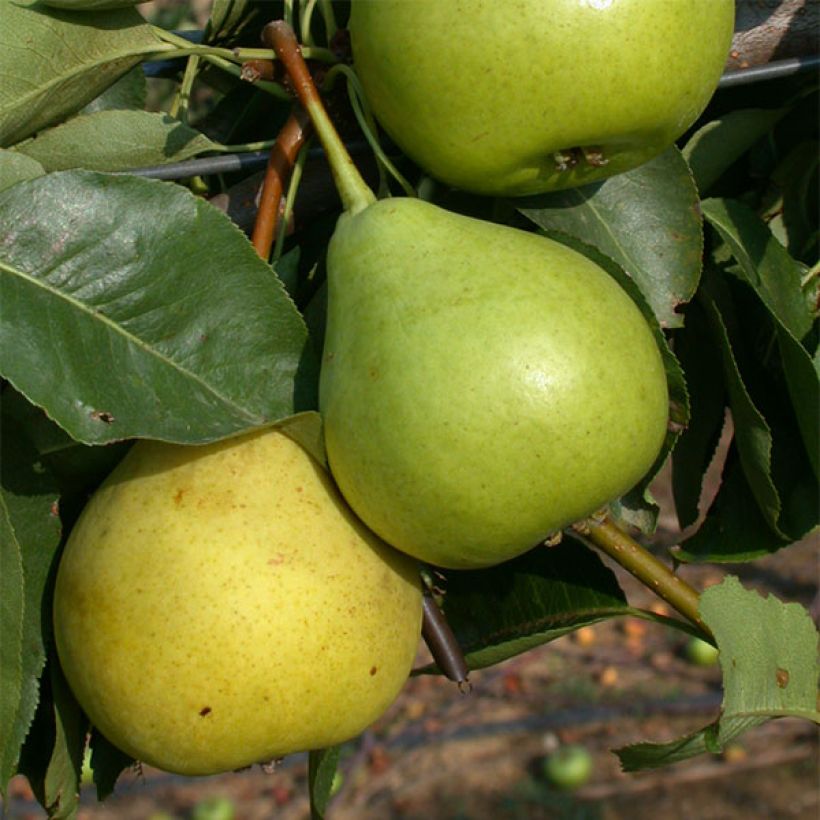 Pyrus communis St Jean - Pear Tree (Harvest)