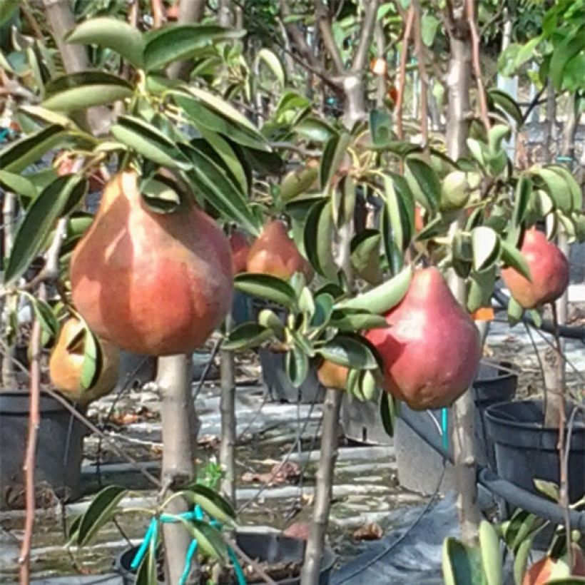 Organic Williams Rouge Pear (Harvest)