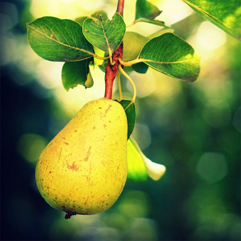 Pyrus communis Williams Bon Chrétien Pear Tree (Harvest)