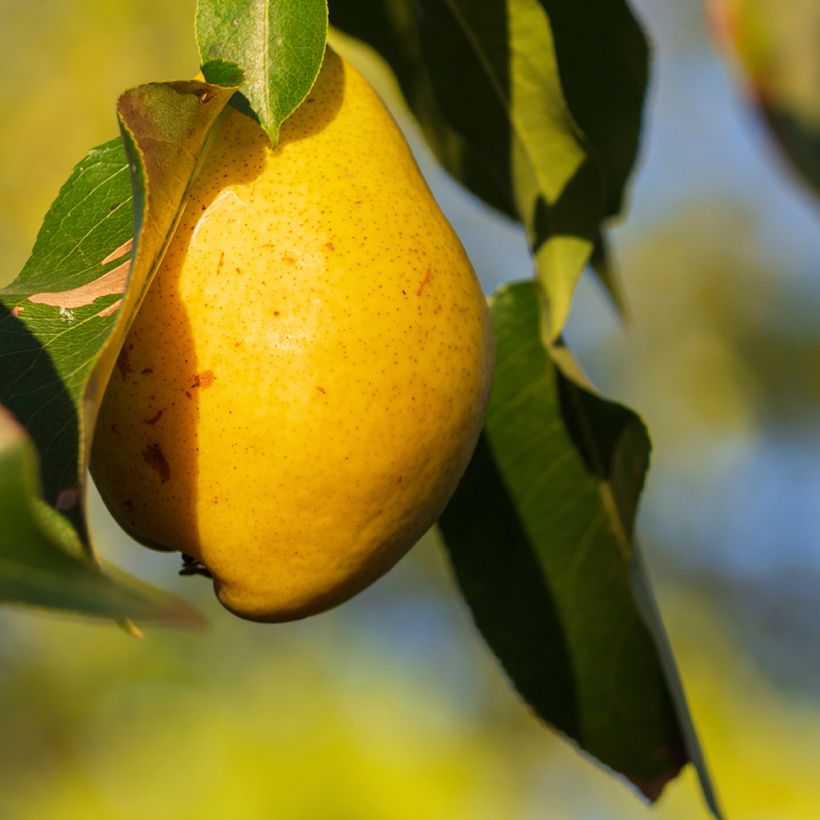 Pyrus communis Fausset - Pear Tree (Harvest)