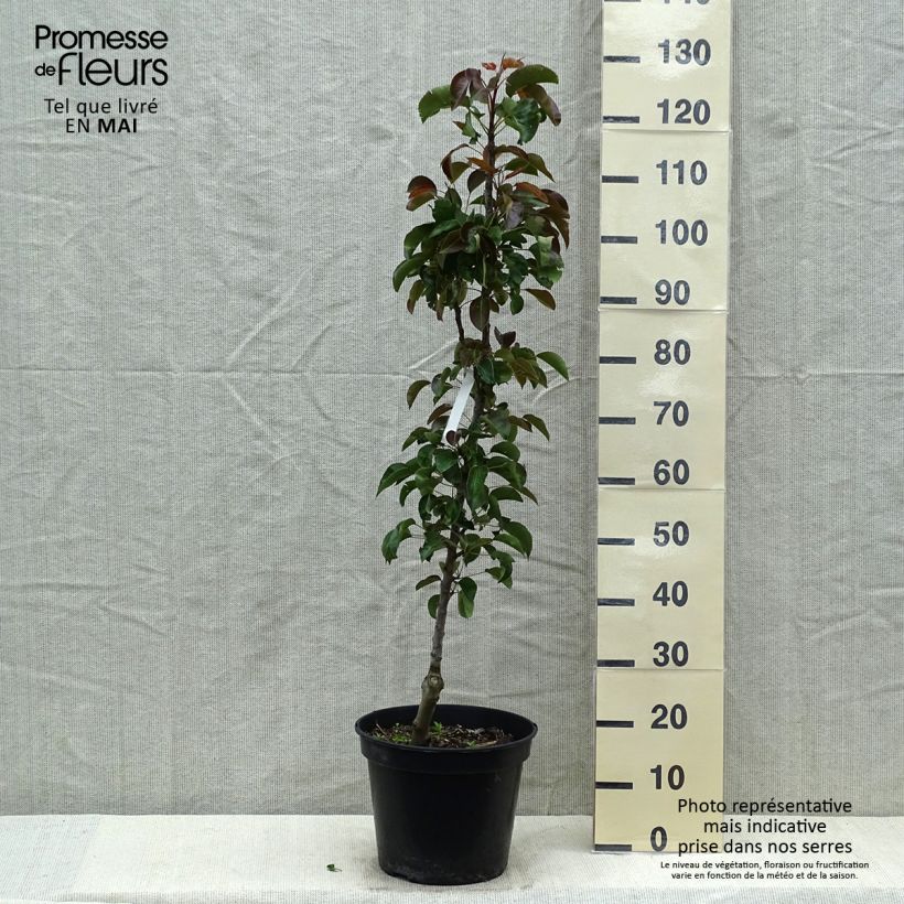 Pyrus communis Obelus - Pear Tree sample as delivered in spring
