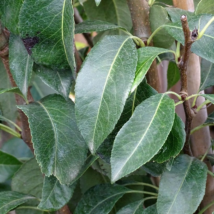 Pyrus communis Doyenné du Comice - Pear Tree (Foliage)