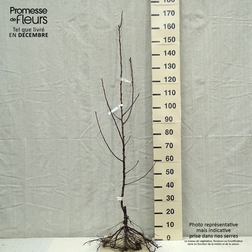 Pyrus communis Fertilia Delbard - Pear Tree sample as delivered in winter