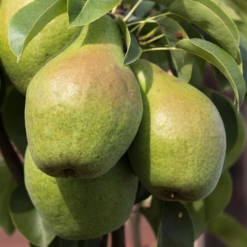 Pyrus communis Condo - Pear Tree (Harvest)