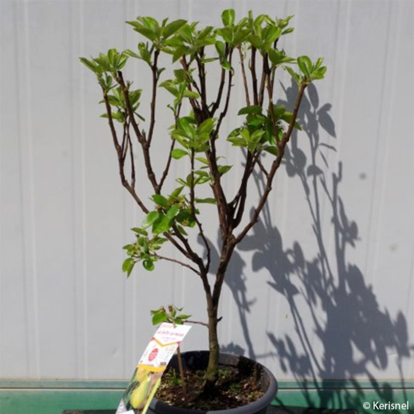 Pyrus communis Fruit Me Williams Bon-Chrétien - Pear Tree (Plant habit)