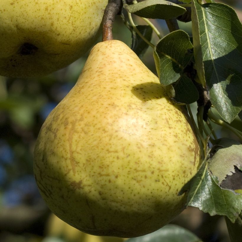 Pyrus communis Fruit Me Williams Bon-Chrétien - Pear Tree (Harvest)