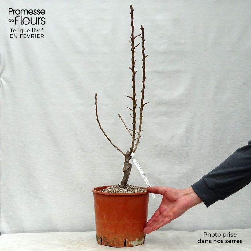 Poirier nain Garden Pearl en pot de 6L/7L sample as delivered in winter