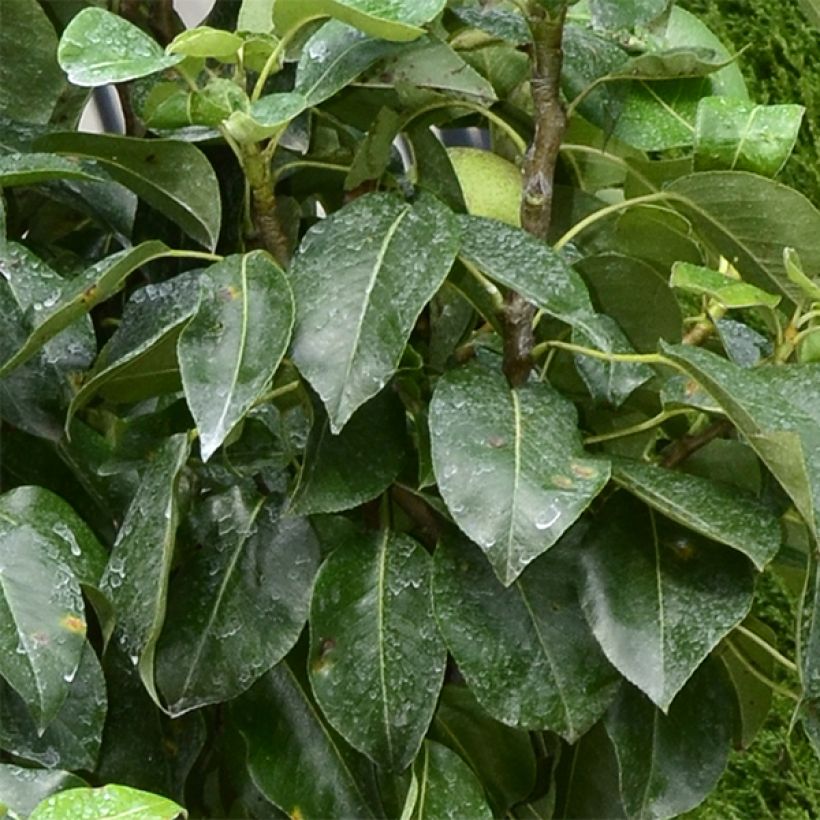 Pyrus communis Garden Pearl - Pear Tree (Foliage)