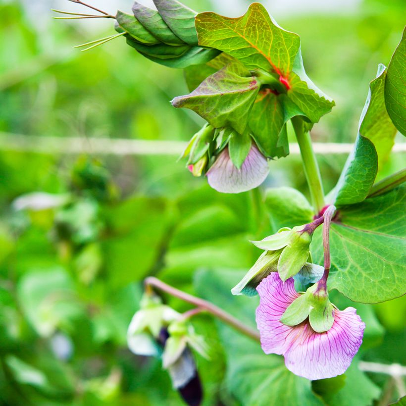 Pea Blauwschokker - Purple-podded (Flowering)