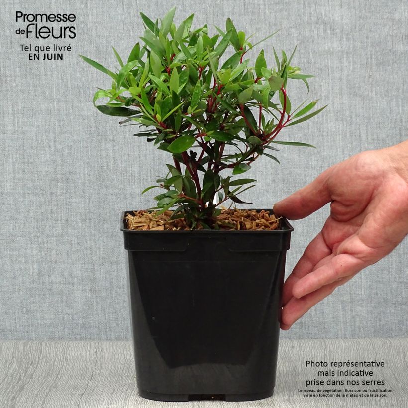 Drimys aromatica 2L/3L potShipped height around 20/30cm sample as delivered in summer