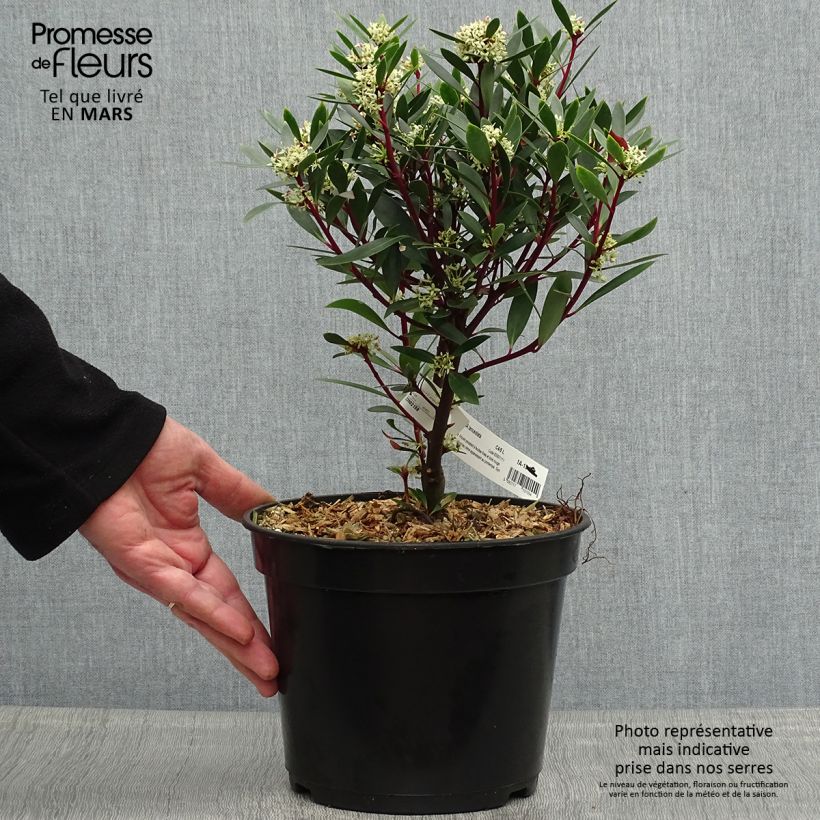 Drimys aromatica 4L/5L potShipped height around 30/40cm sample as delivered in spring
