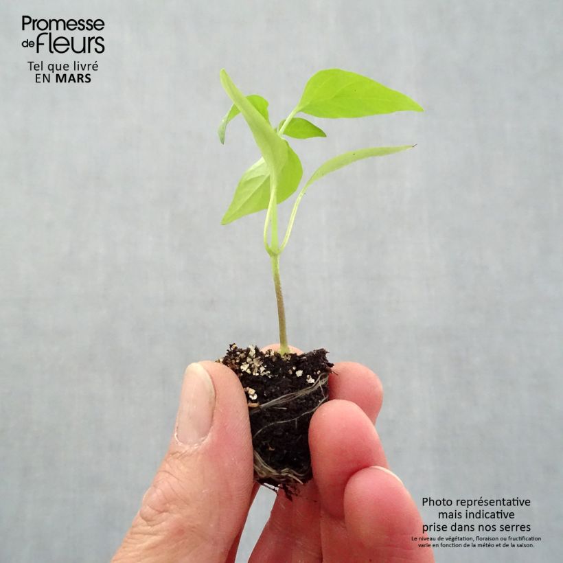 Pepper Afterglow Tenor plants - Capsicum annuum sample as delivered in spring