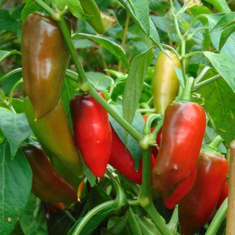 Pepper Balconi (mini) F1 plants - Capsicum annuum (Harvest)