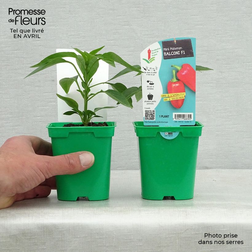 Pepper Balconi (mini) F1 plants - Capsicum annuum sample as delivered in spring