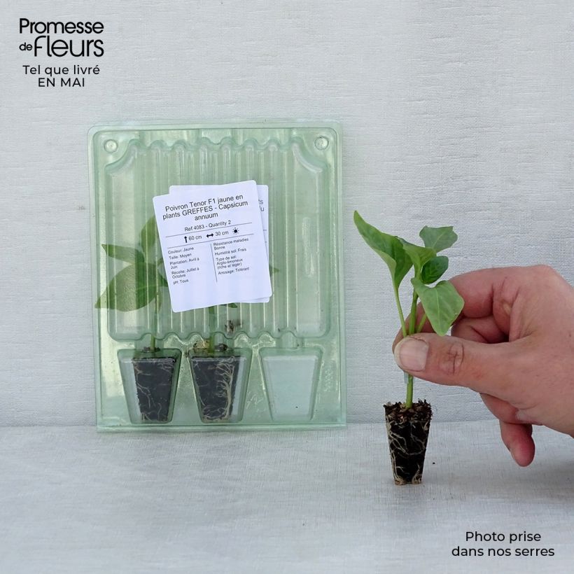 Grafted yellow Pepper Tenor F1 plants - Capsicum annuum sample as delivered in spring