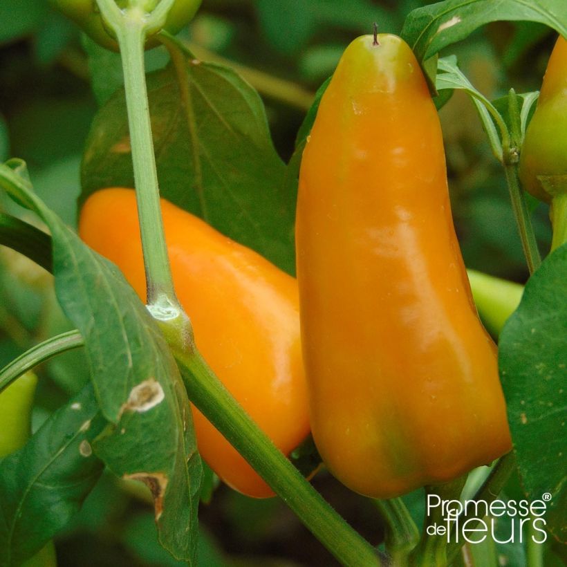 Pepper Terrazzi F1 plant - Capsicum annuum (Harvest)