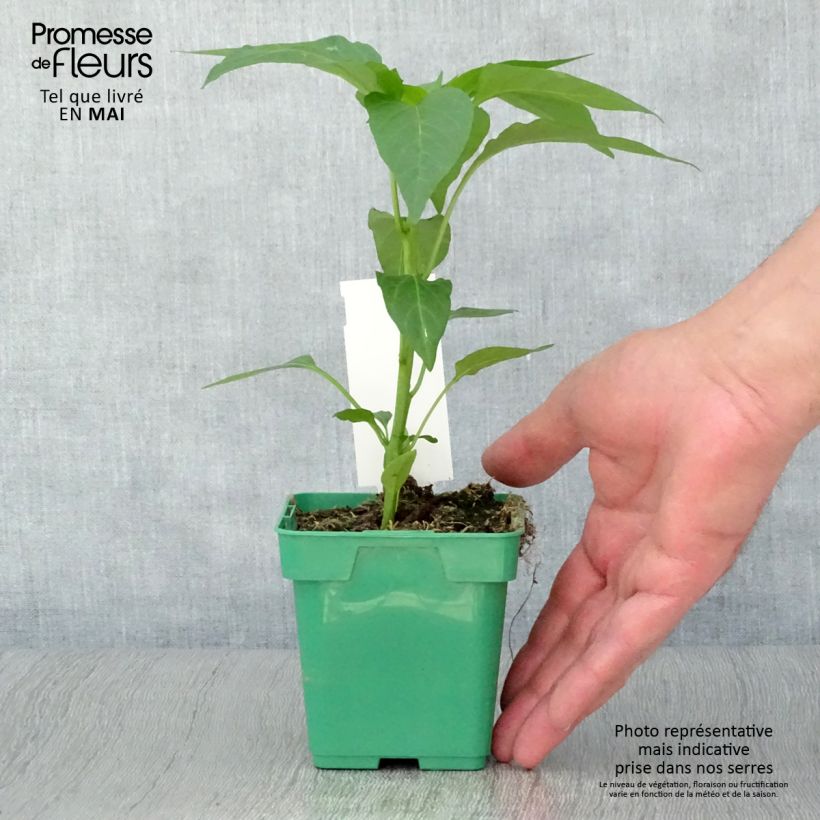 Poivron Terrazzi hybride F1 en plant Pot de 10 cm/11cm sample as delivered in spring