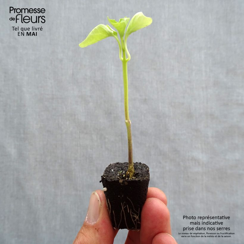 Yellow Pepper Tenor F1 - Capsicum annuum sample as delivered in spring