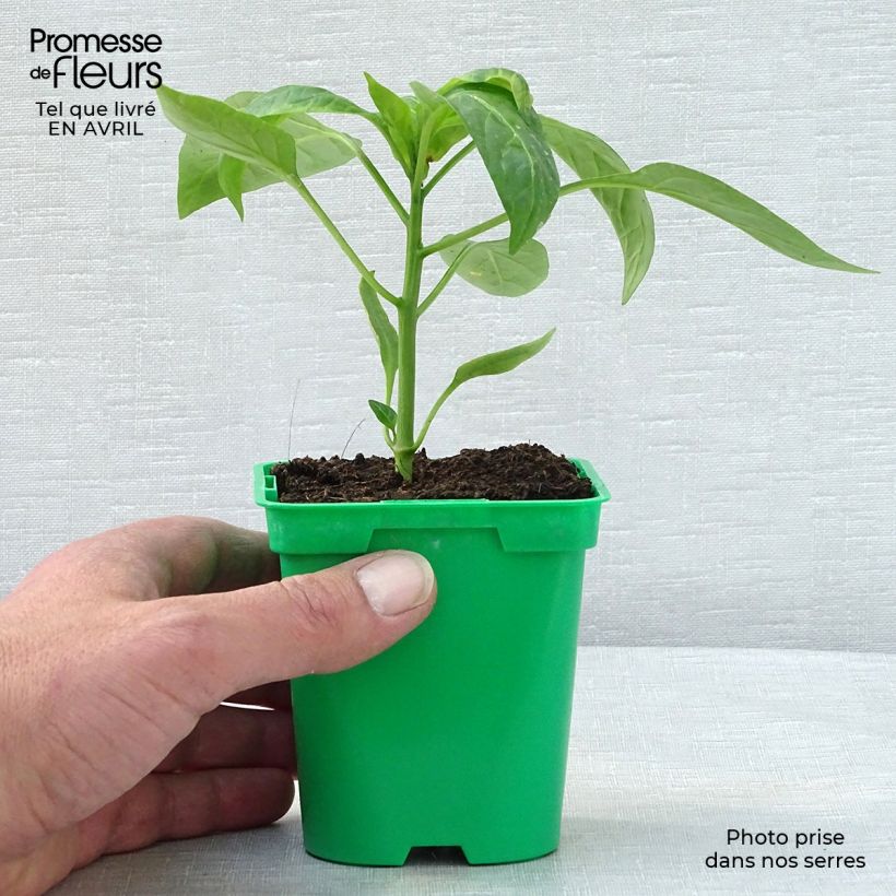 Yellow Pepper Tenor F1 - Capsicum annuum sample as delivered in spring
