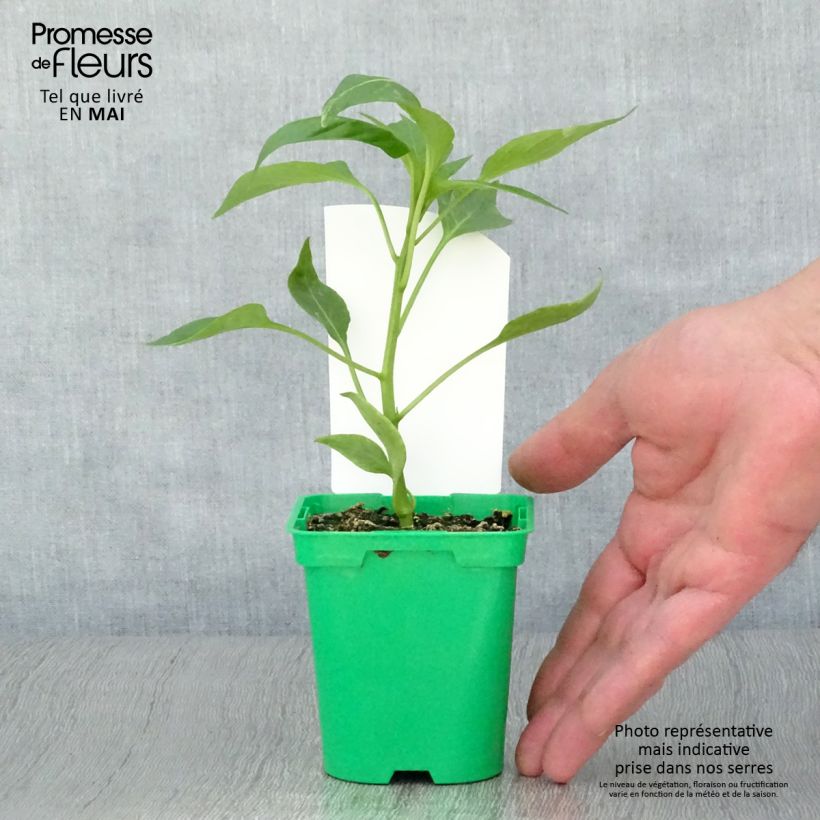 Grafted Orange Pepper Oreny F1 plants - Capsicum annuum sample as delivered in spring