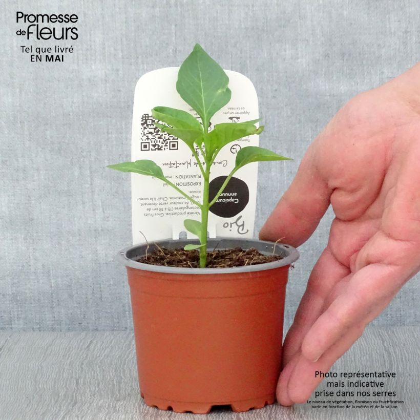 Organic Jericho F1 Red Pepper plants - Capsicum annuum sample as delivered in spring