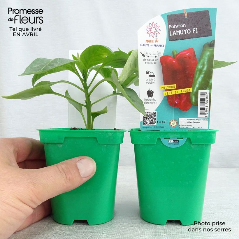 Red pepper Lamuyo F1 plants - Capsicum annuum sample as delivered in spring