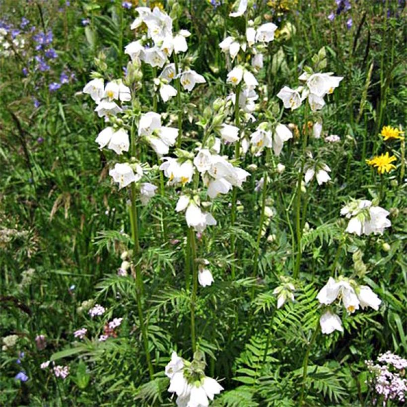 Polemonium caeruleum Album (Plant habit)