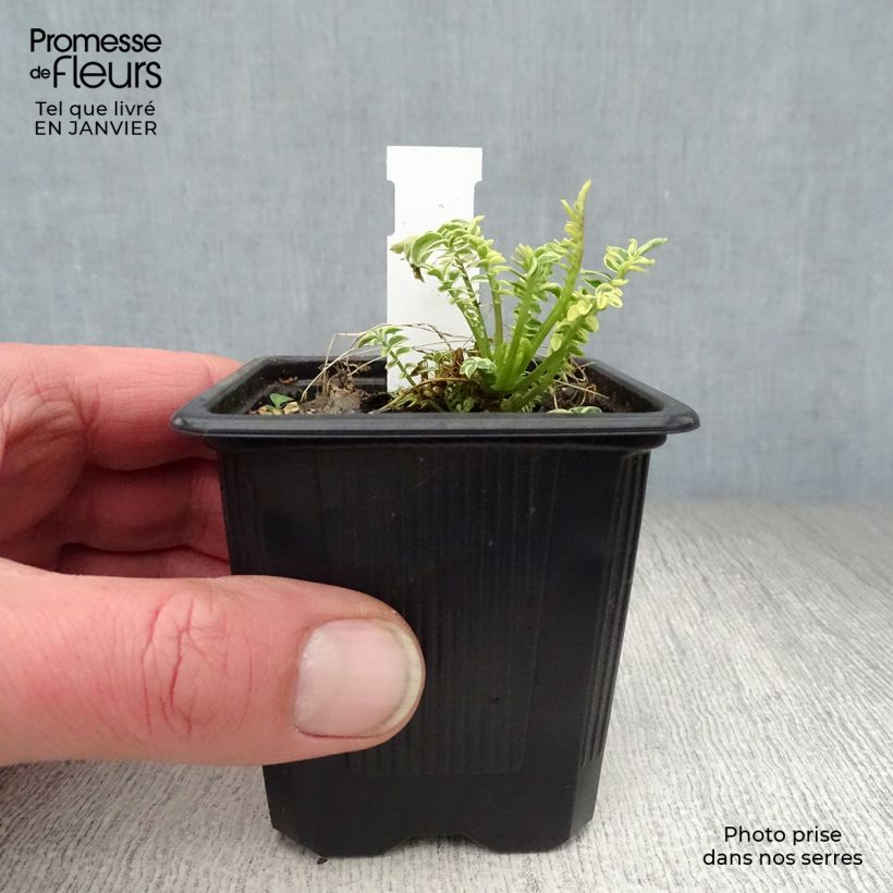 Polemonium caeruleum Brise d'Anjou Godet de 9cm sample as delivered in winter