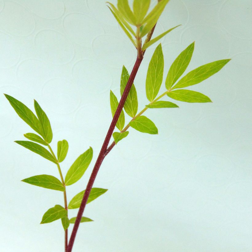 Polemonium caeruleum Lambrook Mauve (Foliage)