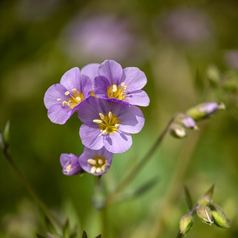 Polemonium caeruleum Lambrook Mauve (Flowering)